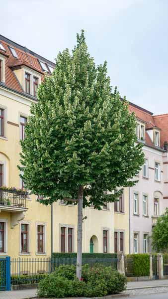 Tilia Tomentosa Brabant, Silver Lime Brabant - large rounded green foliage in summer 