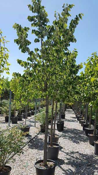 Silver Lime or Tilia Tomentosa Silver Globe, full standard trees, quality good sized trees for sale online with UK delivery.