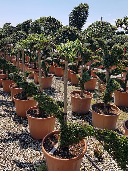 Tall Topiary Flower, created from Ligustrum Jonandrum evergreen and part of our unique topiary collection. Buy UK