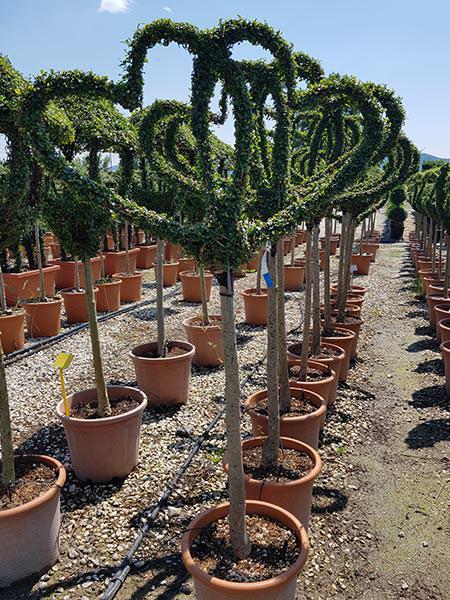 Two hearts entwined topiary trees, created from Ligustrum Jonandrum perfect for weddings and anniversaries - buy online UK delivery.