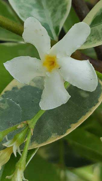 Variegated Jasmine, evergreen climber for sale at our London nursery, delivery UK