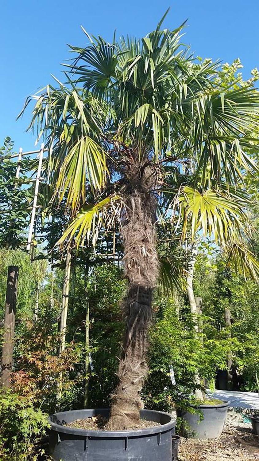 Trachycarpus Fortunei Chusan Palm Trees London Online Trachycarpus Fortunei Chusan Palm Trees London Online