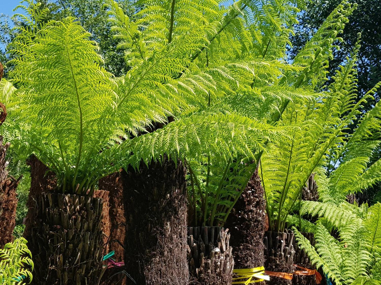 Tree Fern