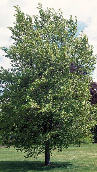 Ulmus Dodoens Elm, a disease resistant variety of Elm tree introduced by Dutch botanist.