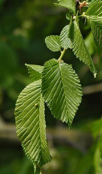 Ulmus Columella Elm, a Dutch cultivar by the Dorschkamp Research Institute in Wageningen and extremely resistant to Dutch elm disease.