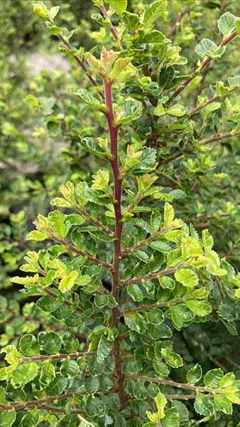 Ulmus Parvifolia Sagei or Seigu Dwarf Chinese Elm Tree