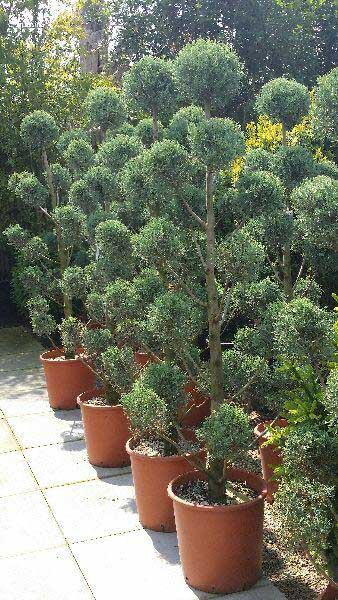 Cupressus Arizonica Fastigiata Pom Pon. UK