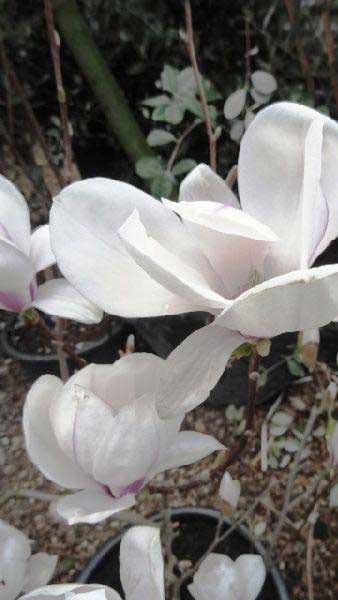 Magnolia X Soulangeana Lennei, Saucer or Chinese Magnolia to buy online at our London garden centre, UK