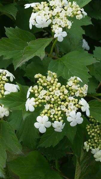 Viburnum Opulus Compactum flowering - for sale online UK delivery