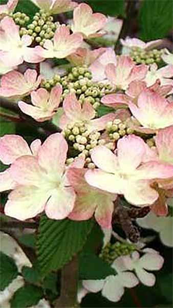 White flowering Viburnum Plicatum Kilimanjaro Sunrise for sale UK