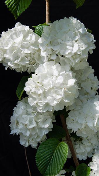 Viburnum Plicatum Popcorn is absolutely covered in clusters of white snowball blooms. Upright and mult-stemmed this is a fabulous flowering shrub, buy online UK.