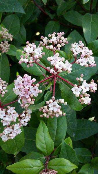 Viburnum Tinus, hardy shrub specialist nursery, Paramount Plants and Gardens UK. 