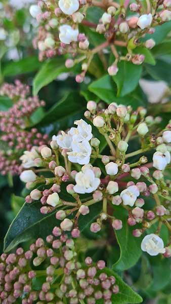 Viburnum Tinus Laurustinus, an excellent evergreen winter-flowering plant. 