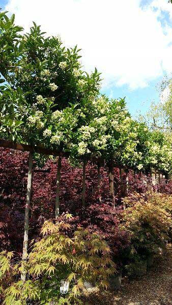 Viburnum Tinus Lucidum Tree, Trees and Shrubs UK