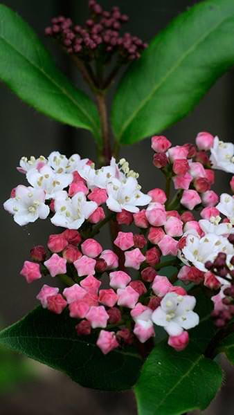 Viburnum Tinus Purpureum or Laurustinus Purpureum, evergreen with purple bronze new foliage. Hallmark showy red flower buds, small pink-white flowers & berries.