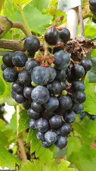 Vitis Schuyler Grape. Grape Vine Schuyler, black table grapes, for Sale Online UK