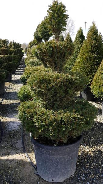 Large Wedding Cake topiary trees made from Yew, botanical name Taxus Baccata buy online with UK wide delivery.