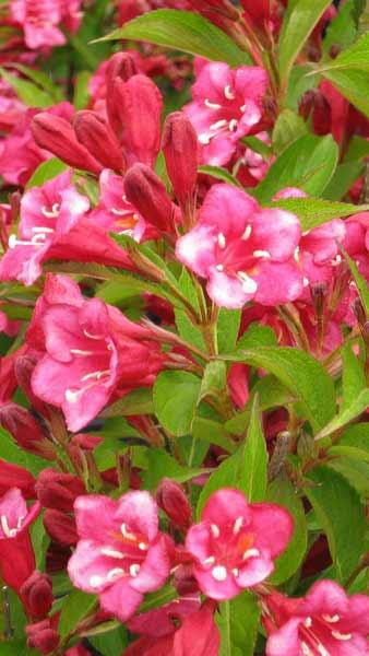 Weigela Bristol Ruby 