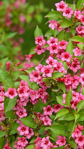 Weigela Eva Rathke, Eva Rathke has crimson tubular flowers in summer. 