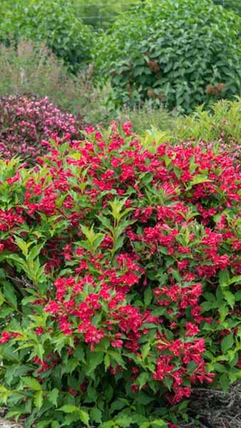 Weigela Red Prince is a compact, attractive, deciduous shrub with amazing carmine red tubular flowers in late Spring. The spectacular blooms attract pollinators, for sale online UK.