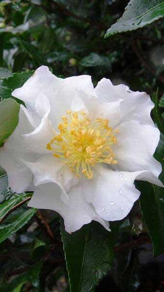 Camellia Sasanqua, White Flowering Evergreen Shrubs, London UK