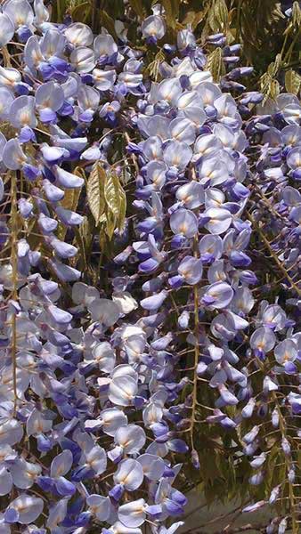 Wisteria Floribunda Burford, a Japanese Wisteria awarded the RHS AGM, for sale online with UK and Ireland delivery