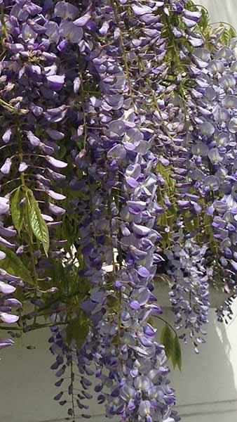 Wisteria Floribunda Caroline, beautiful purple flowering Wisteria variety, good size and excellent quality specimens to buy online, UK delivery.