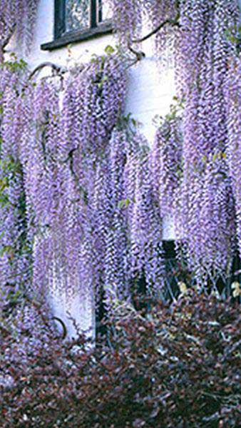 Wisteria Floribunda Macrobotrys - Japanese Lilac Wisteria