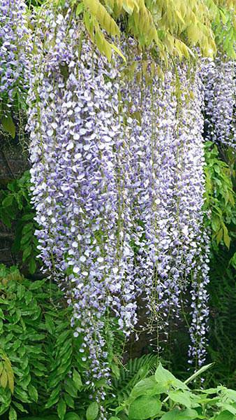 Wisteria Floribunda Multijuga - a spectacular variety with very long flower racemes - stunning variety of Wisteria for sale online, UK delivery.