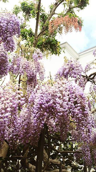 Wisteria Floribunda Rosea or Pink Japanese Wisteria for sale online, UK and Ireland delivery.