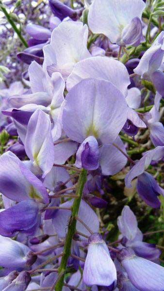 Wisteria Prolific