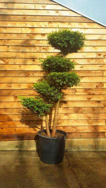 Taxus Baccata Pompons. Pom Pom Yew. Niwaki Trees for sale UK.
