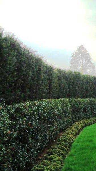 Yew or Taxus Hedging Plants  for sale in London and online with nationwide delivery UK 