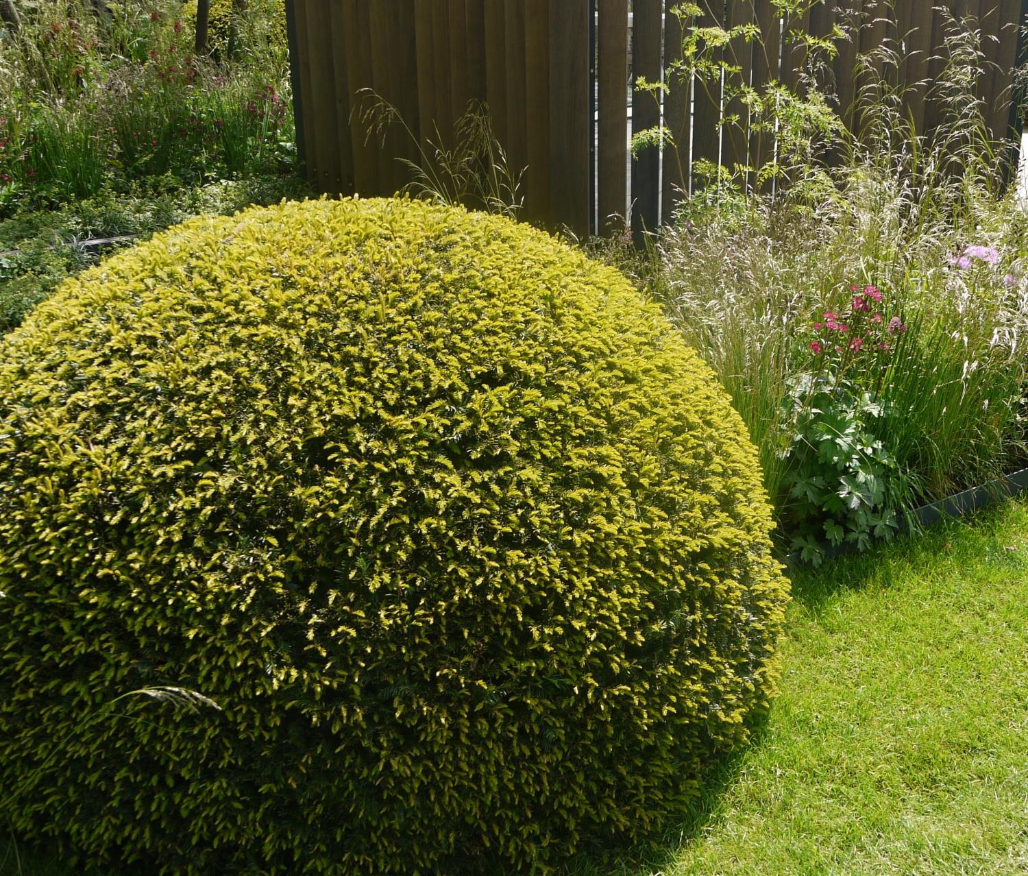 Yew Topiary Ball