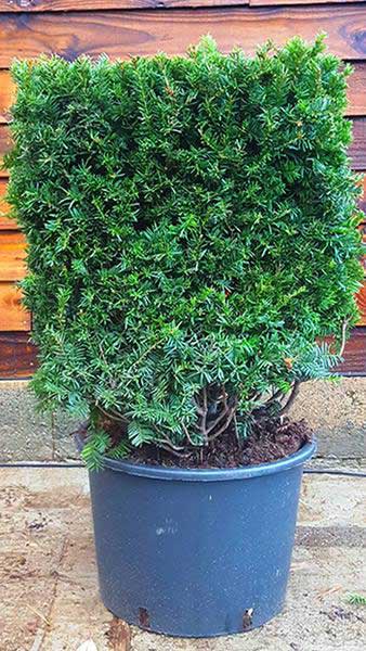 Taxus Baccata Yew Topiary Cubes for Sale online UK