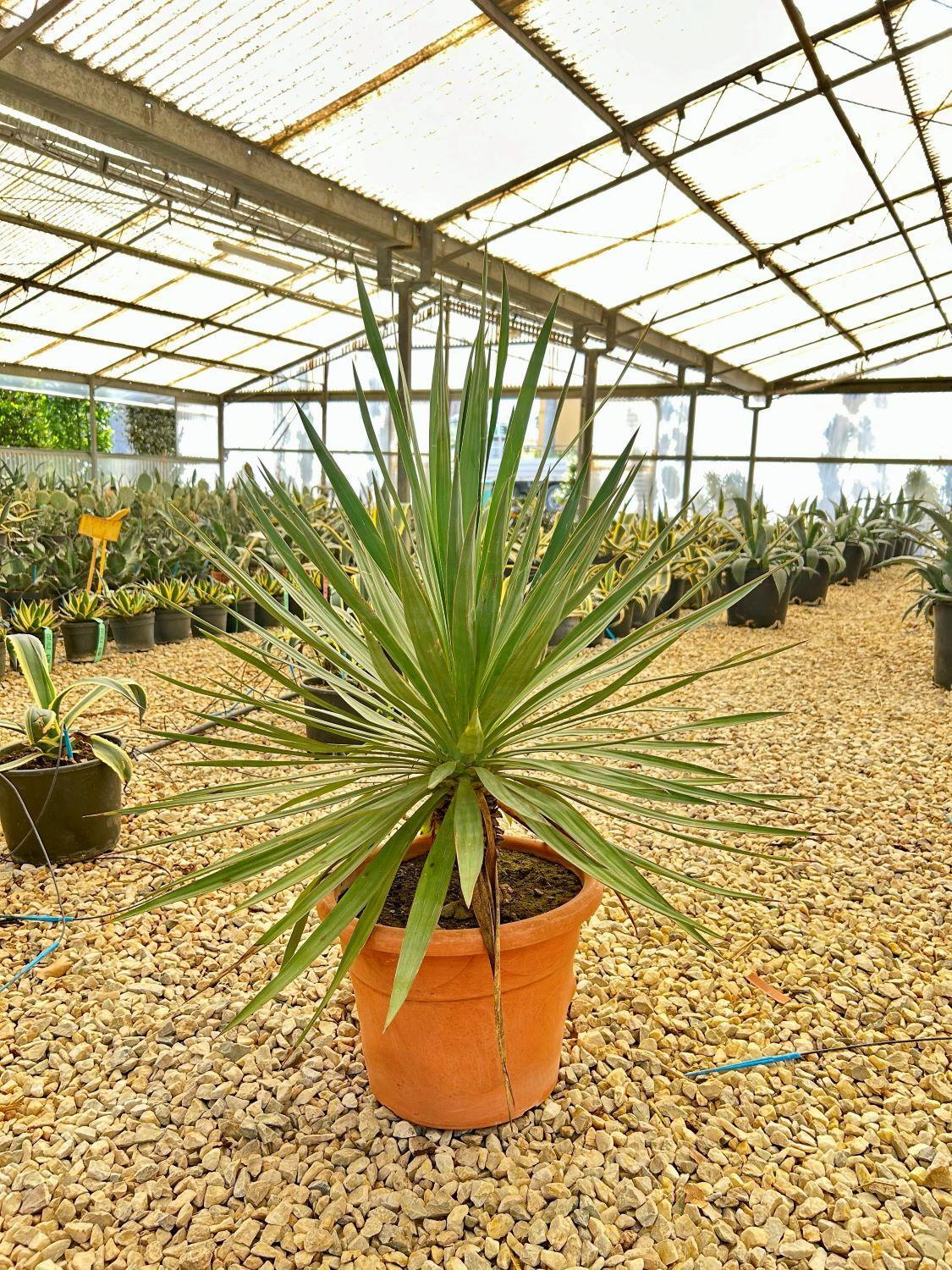 Yucca Large