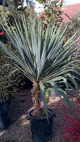 Yucca Gloriosa, an evergreen, hardy succulent Yucca 