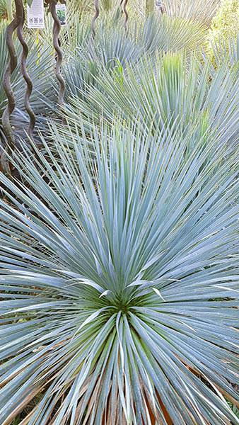 Yucca Rostrata Blue Swan for sale at hardy exotics specialist Paramount Plants and Gardens. We sell online. 