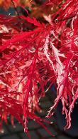 Acers - Japanese Maple Trees