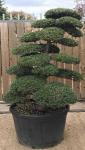 Cloud Trees (Japanese) Unique Specimens