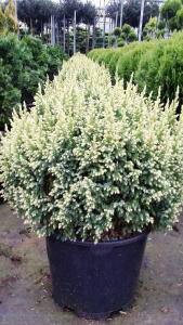 Juniperus Pingii Hulsdonk Yellow - a beautiful Juniper conifer for sale at our London garden centre, UK.