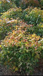 Nandina Domestica Firepower also known as Heavenly Bamboo - for sale from Nursery & Online, UK