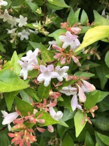 Abelia Grandiflora flowers are white with a pink tinge, flowering all summer long in the UK