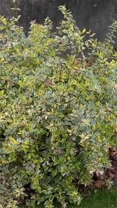Abelia Grandiflora Hopleys, Variegated Variety of Abelia 
