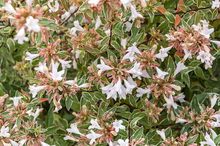 Abelia Grandiflora Lucky Lots flowering, evergreen shrub for sale with UK delivery