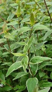 Abelia Grandiflora Lucky Lots