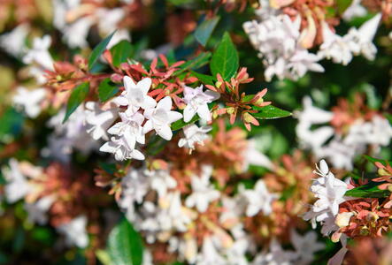 Abelia Grandiflora Prostrata syn. Abelia × Grandiflora Prostrate White