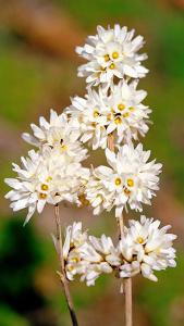 Abeliophyllum Distichum or White Forsythia, fragrant Spring flowering shrub, good sized specimens for sale online with UK delivery.
