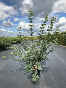 Acer Campestre Multi-Stemmed Field Maple