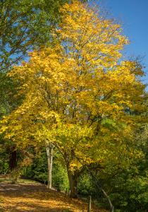 Acer Cappadocicum or Cappadocian Maple in Autumn, showing stunning leaf colours, buy online UK